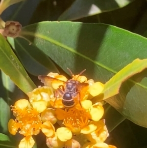 Lasioglossum (Australictus) peraustrale at Theodore, ACT - 11 Feb 2024 01:02 PM