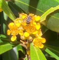 Lasioglossum (Australictus) peraustrale at Theodore, ACT - 11 Feb 2024 01:02 PM