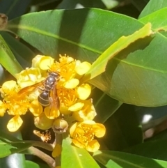 Lasioglossum (Australictus) peraustrale at Theodore, ACT - 11 Feb 2024 01:02 PM