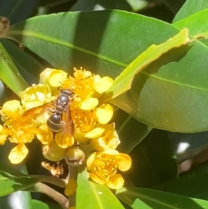 Lasioglossum (Australictus) peraustrale at Theodore, ACT - 11 Feb 2024 01:02 PM