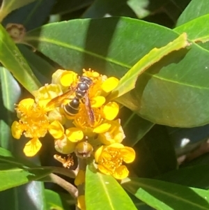 Lasioglossum (Australictus) peraustrale at Theodore, ACT - 11 Feb 2024 01:02 PM