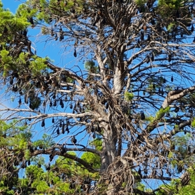 Pteropus sp. (genus) (Flying-fox) at Adelaide Botanic Garden - 15 Feb 2024 by Mike