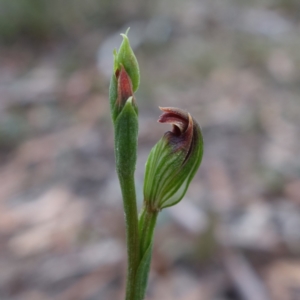 Speculantha furva at Sassafras, NSW - suppressed