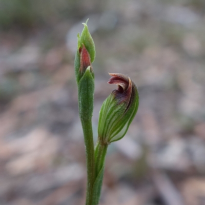 Pterostylis furva (Swarthy Tiny Greenhood) at Sassafras, NSW - 28 Jan 2024 by RobG1