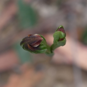 Speculantha furva at Sassafras, NSW - suppressed