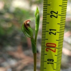 Speculantha furva at Sassafras, NSW - suppressed
