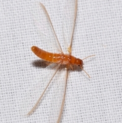 Unidentified Termite (superfamily Termitoidea) at QPRC LGA - 11 Feb 2024 by DianneClarke
