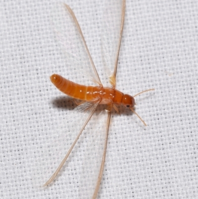 Unidentified Termite (superfamily Termitoidea) at QPRC LGA - 11 Feb 2024 by DianneClarke