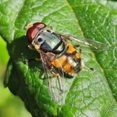 Austalis copiosa (Hover fly) at Braidwood, NSW - 12 Feb 2024 by MatthewFrawley