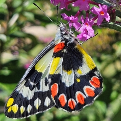 Delias aganippe (Spotted Jezebel) at QPRC LGA - 13 Feb 2024 by MatthewFrawley