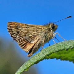 Dispar compacta (Barred Skipper) at Braidwood, NSW - 12 Feb 2024 by MatthewFrawley