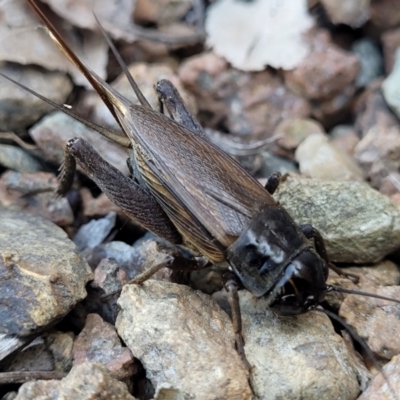 Teleogryllus commodus (Black Field Cricket) at Sullivans Creek, Lyneham South - 13 Feb 2024 by trevorpreston