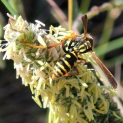 Polistes (Polistes) chinensis (Asian paper wasp) at Sullivans Creek, Lyneham South - 13 Feb 2024 by trevorpreston