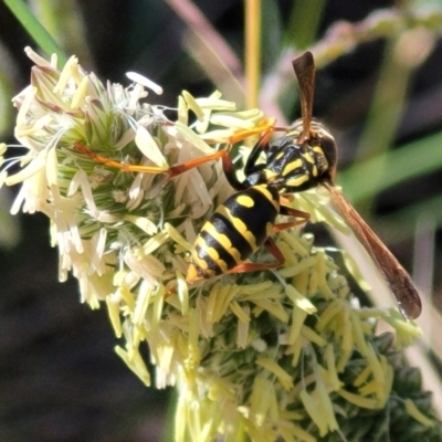 Polistes (Polistes) chinensis (Asian paper wasp) at City Renewal Authority Area - 13 Feb 2024 by trevorpreston