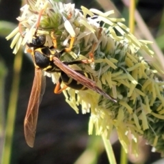 Polistes (Polistes) chinensis at City Renewal Authority Area - 13 Feb 2024