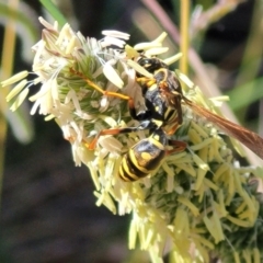 Polistes (Polistes) chinensis at City Renewal Authority Area - 13 Feb 2024