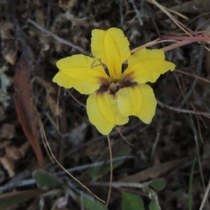 Goodenia hederacea subsp. hederacea at Mulligans Flat - 4 Nov 2023