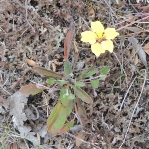 Goodenia hederacea subsp. hederacea at Mulligans Flat - 4 Nov 2023