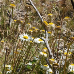 Leucanthemum x superbum (Shasta Daisy) at Namadgi National Park - 11 Feb 2024 by DPRees125