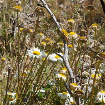 Leucanthemum x superbum (Shasta Daisy) at Namadgi National Park - 11 Feb 2024 by DPRees125