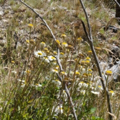 Leucanthemum x superbum at Namadgi National Park - 12 Feb 2024 10:48 AM