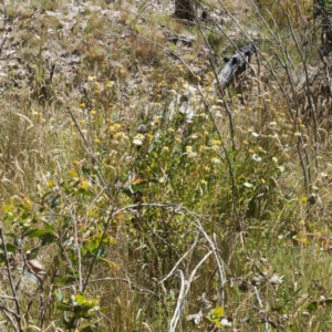 Leucanthemum x superbum at Namadgi National Park - 12 Feb 2024 10:48 AM