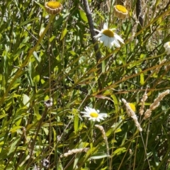 Leucanthemum x superbum at Namadgi National Park - 12 Feb 2024 10:48 AM