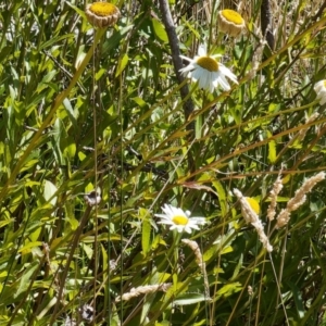 Leucanthemum x superbum at Namadgi National Park - 12 Feb 2024