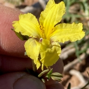 Goodenia paradoxa at Yarralumla, ACT - 13 Feb 2024