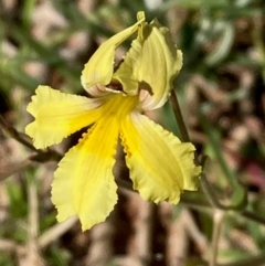 Goodenia paradoxa at Yarralumla, ACT - 13 Feb 2024