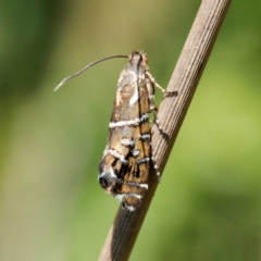 Glyphipterix calliscopa (A Gem moth : Glyphipterigidae) at Tharwa, ACT - 12 Feb 2024 by DPRees125