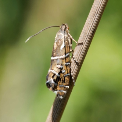 Glyphipterix calliscopa (A Gem moth : Glyphipterigidae) at Namadgi National Park - 12 Feb 2024 by DPRees125