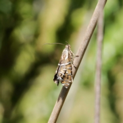 Glyphipterix calliscopa at Namadgi National Park - 12 Feb 2024