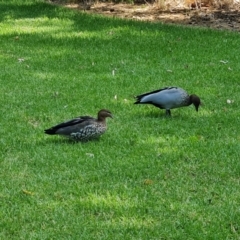 Chenonetta jubata (Australian Wood Duck) at Adelaide, SA - 12 Feb 2024 by Mike