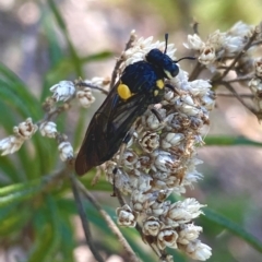 Pergagrapta bicolor (A sawfly) at Rob Roy Range - 11 Feb 2024 by Shazw