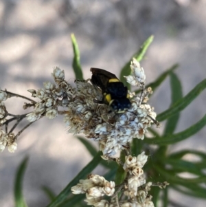 Pergagrapta bicolor at Rob Roy Range - 11 Feb 2024