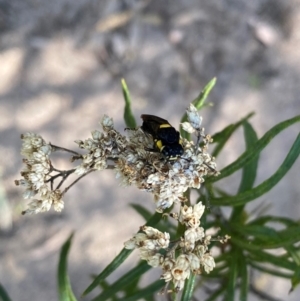 Pergagrapta bicolor at Rob Roy Range - 11 Feb 2024