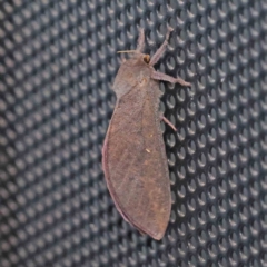 Elhamma australasiae (A Swift or Ghost moth (Hepialidae)) at Turner, ACT - 9 Feb 2024 by ConBoekel