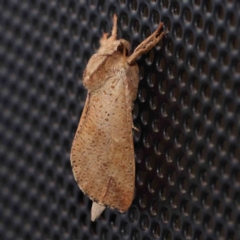 Elhamma australasiae (A Swift or Ghost moth (Hepialidae)) at Turner, ACT - 8 Feb 2024 by ConBoekel