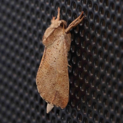 Elhamma australasiae (A Swift or Ghost moth (Hepialidae)) at Turner, ACT - 8 Feb 2024 by ConBoekel