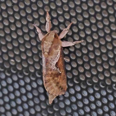 Elhamma australasiae (A Swift or Ghost moth (Hepialidae)) at Turner, ACT - 8 Feb 2024 by ConBoekel