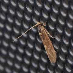 Opogona omoscopa (Detritus Moth) at Turner, ACT - 9 Feb 2024 by ConBoekel