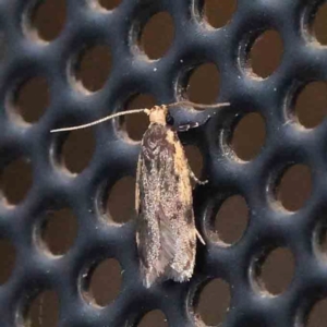 Hoplostega ochroma at Turner, ACT - 9 Feb 2024 09:35 PM