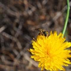 Simosyrphus grandicornis (Common hover fly) at Griffith Woodland - 11 Feb 2024 by JodieR