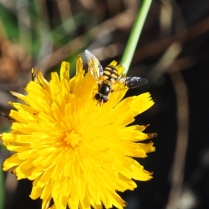 Simosyrphus grandicornis at Griffith Woodland (GRW) - 12 Feb 2024