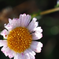 Chalcidoidea (superfamily) (A gall wasp or Chalcid wasp) at Griffith, ACT - 11 Feb 2024 by JodieR