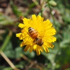 Apis mellifera (European honey bee) at Griffith, ACT - 11 Feb 2024 by JodieR