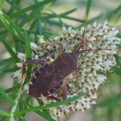 Amorbus (genus) (Eucalyptus Tip bug) at Griffith Woodland (GRW) - 12 Feb 2024 by JodieR