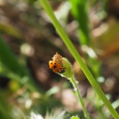 Hippodamia variegata (Spotted Amber Ladybird) at Griffith Woodland (GRW) - 11 Feb 2024 by JodieR