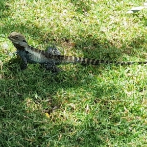 Intellagama lesueurii howittii at Sullivans Creek, Acton - 13 Feb 2024